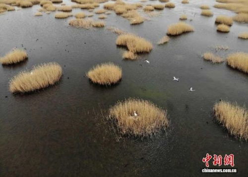 武威生態新畫卷 雪豹做客，黃沙披綠，生態材料銷售前景廣闊