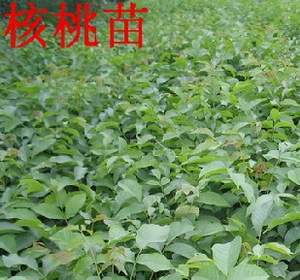 河北依嶺生態(tài)農(nóng)業(yè) 2013春季薄皮核桃苗預(yù)定與批發(fā)服務(wù)