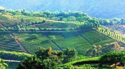 一茶一世界，一味一人生——雁南飛茶田度假村生態(tài)農(nóng)業(yè)開(kāi)發(fā)啟示錄